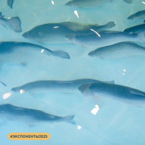 Новые экспоненты Seafood Expo Russia 2025: обзор № 5