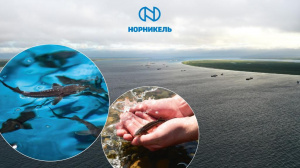 Компания ПАО «ГМК «Норильский никель» получила статус партнёра VI Global Fishery Forum & Seafood Expo Russia 2023