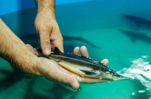 Умную рыбную ферму и новейшие способы биоконсервации представят резиденты фонда «Сколково» на SEAFOOD EXPO RUSSIA 2019