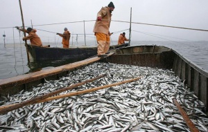 Рыбаки выловят весной в Калининградском заливе 4 тыс. тонн салаки