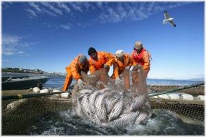 В рыбную отрасль Индонезии зовут японских инвесторов