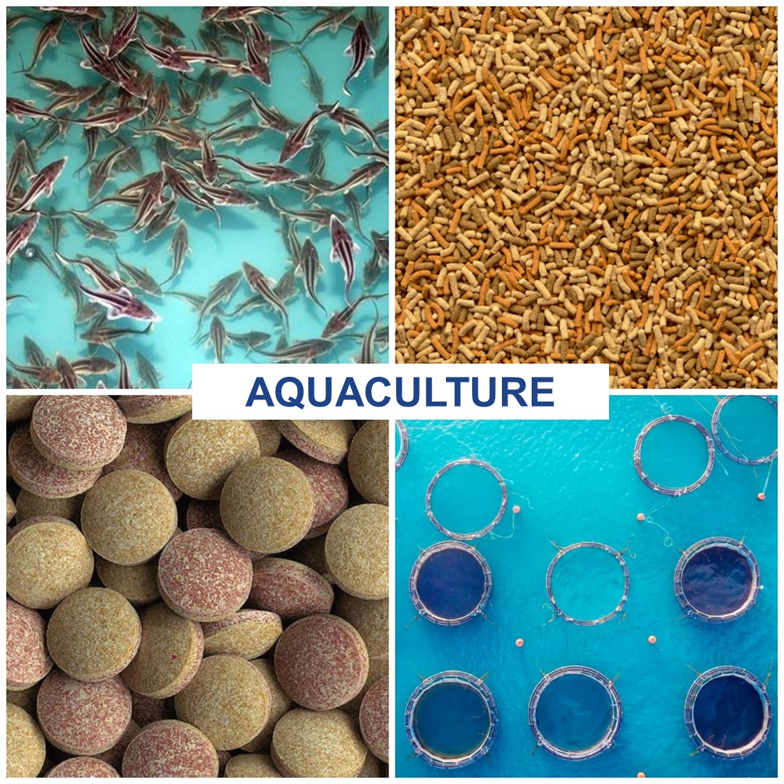 Aquaculture to become a separate sector in Seafood Expo Russia 2021