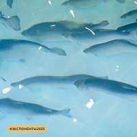 Новые экспоненты Seafood Expo Russia 2025: обзор № 5