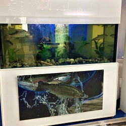 SEAFOOD EXPO RUSSIA 2019 featured a real trawl net and more than 30 commercial-grade species of live hydrobionts