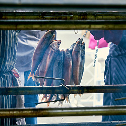 City Festival "Fisherman's Day"